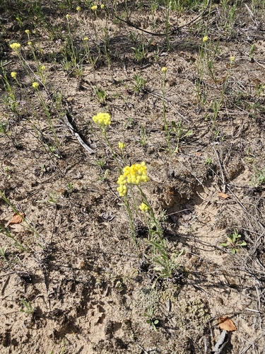Dwarf Everlasting