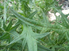Puccinia cnici