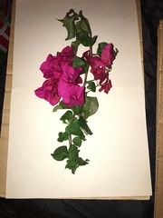 Bougainvillea