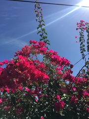 Bougainvillea