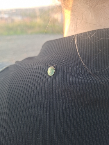 Gorse Shield Bug