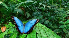 Morpho helenor octavia