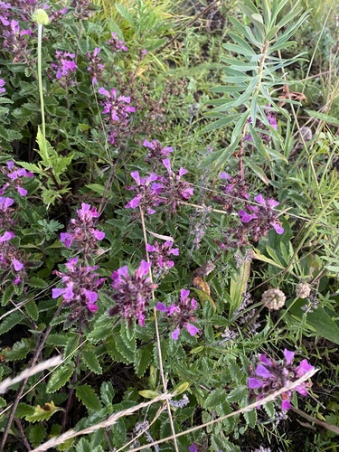 Wall germander