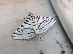 Conchylodes concinnalis