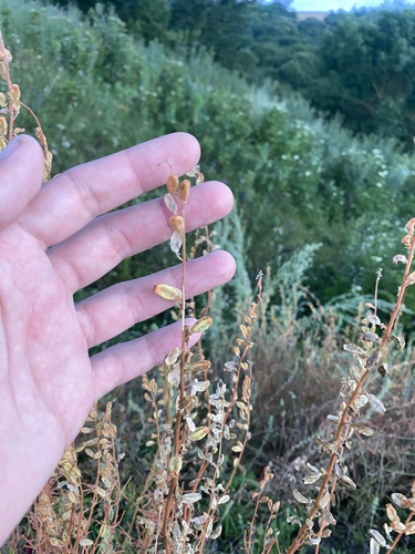 Wild Mignonette