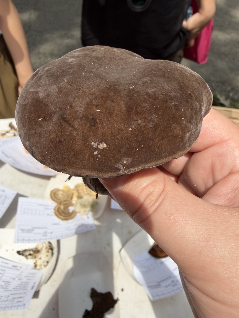 Black Velvet Bolete · July 2026 · photo: Photo: (c) Julie Travaglini, some rights reserved (CC BY) · iNaturalist
