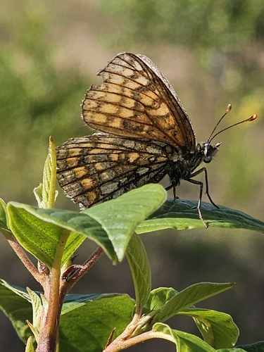 Heath Fritillary