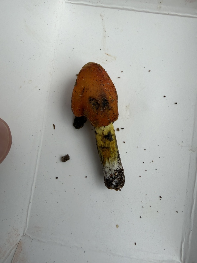 Witch's Hat · July 2026 · photo: Photo: (c) Julie Travaglini, some rights reserved (CC BY) · iNaturalist