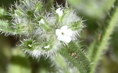 Plagiobothrys collinus