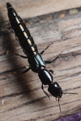 Thyreocephalus orthodoxus