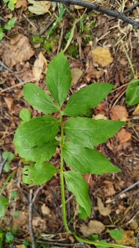 Valeriana wolgensis