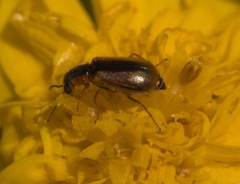 Attalus scincetus