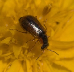 Attalus scincetus