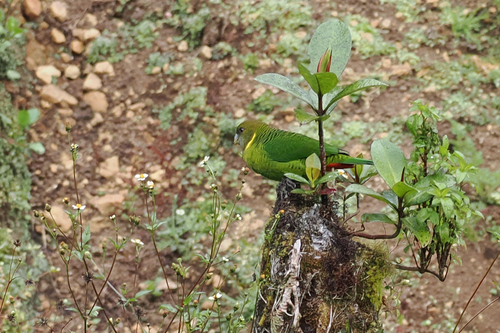 Psittacella brehmii, 2026-07-02