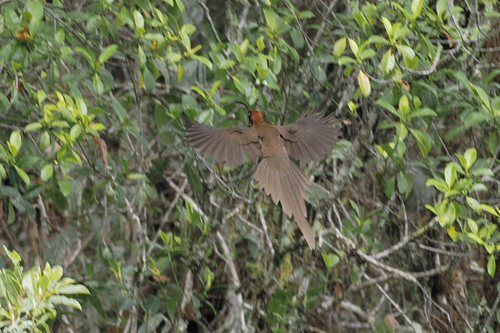 Epimachus meyeri observed 2026-07-02