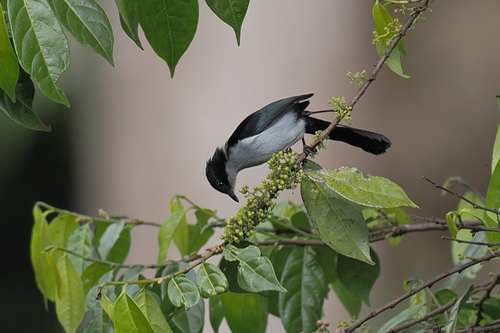 Melanocharis versteri, 2026-07-02