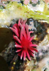 Okenia hiroi