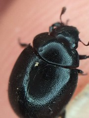 Nosodendron unicolor