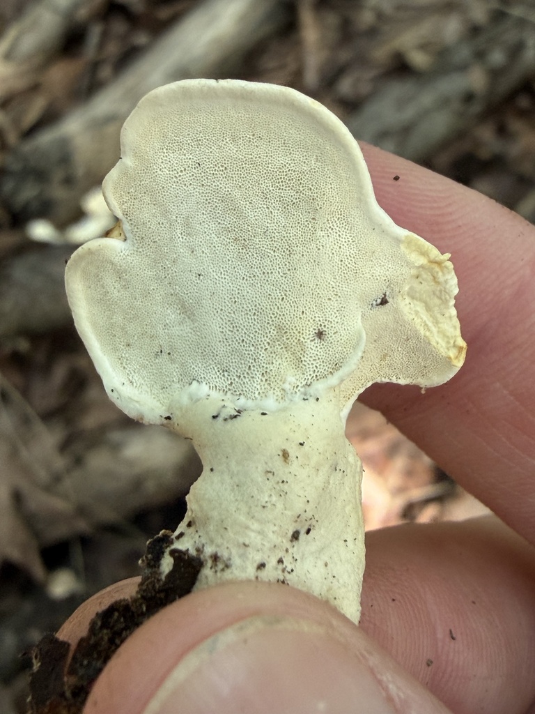 Loweomyces fractipes · July 2026 · photo: Photo: (c) Julie Travaglini, some rights reserved (CC BY) · iNaturalist