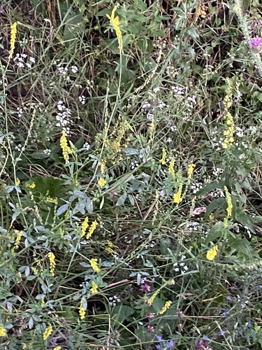 Yellow Sweetclover