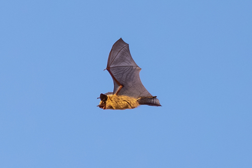Canyon Bat