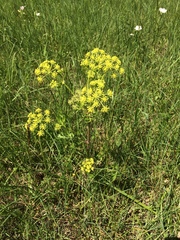 Polytaenia nuttallii