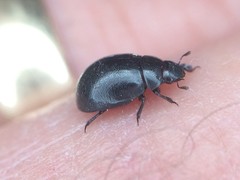 Nosodendron unicolor