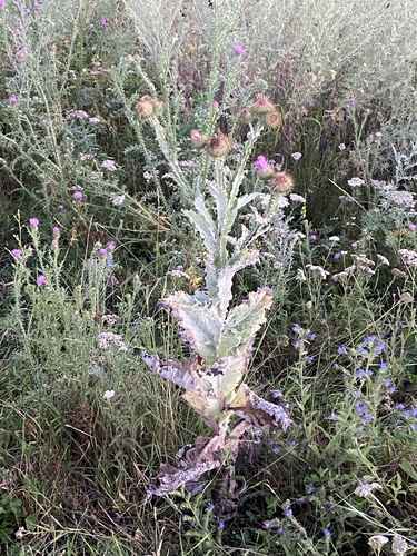 cotton thistle