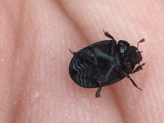 Nosodendron unicolor