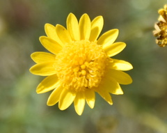 Thymophylla tenuiloba