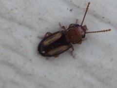 Laemophloeus terminalis