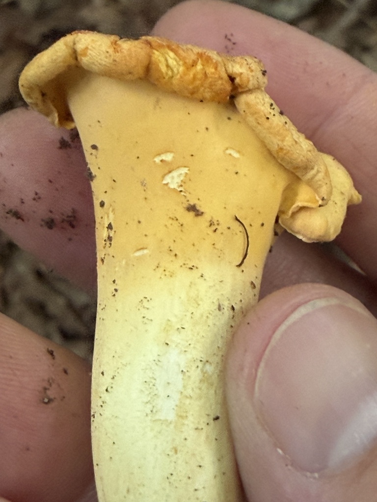 Cantharellus flavolateritius