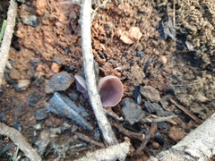 Geoscypha violacea