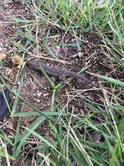 Hemidactylus frenatus