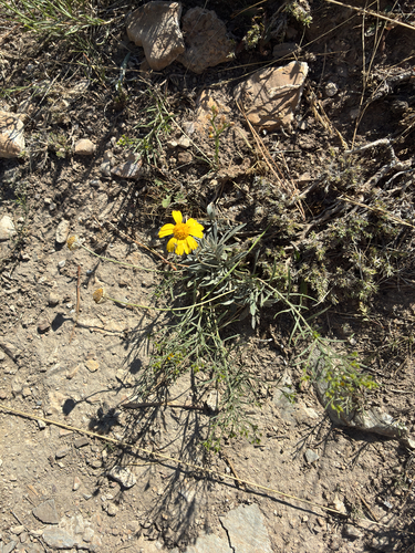 hairyseed bahia