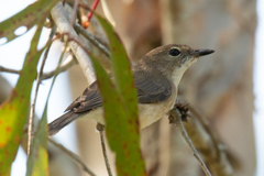 Gerygone magnirostris