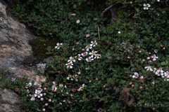 Cotoneaster microphyllus, photograph (c) Wang.QG, some rights reserved (CC BY)