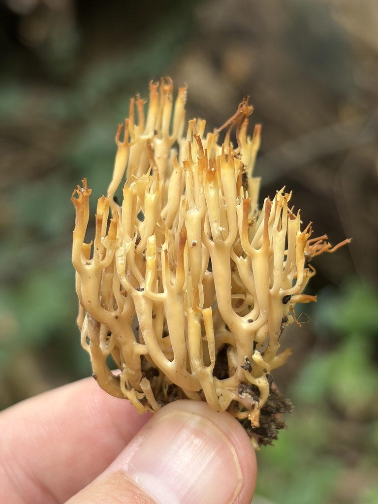 crown-tipped coral fungus · July 2026 · photo: Photo: (c) Julie Travaglini, some rights reserved (CC BY) · iNaturalist