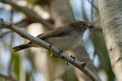 Gerygone magnirostris