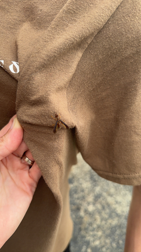 Brown Wasp Mantidfly
