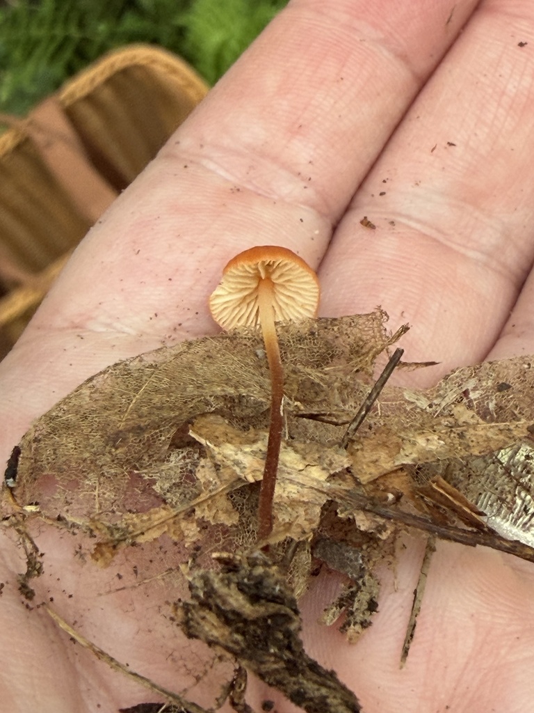 Marasmius sullivantii · July 2026 · photo: Photo: (c) Julie Travaglini, some rights reserved (CC BY) · iNaturalist