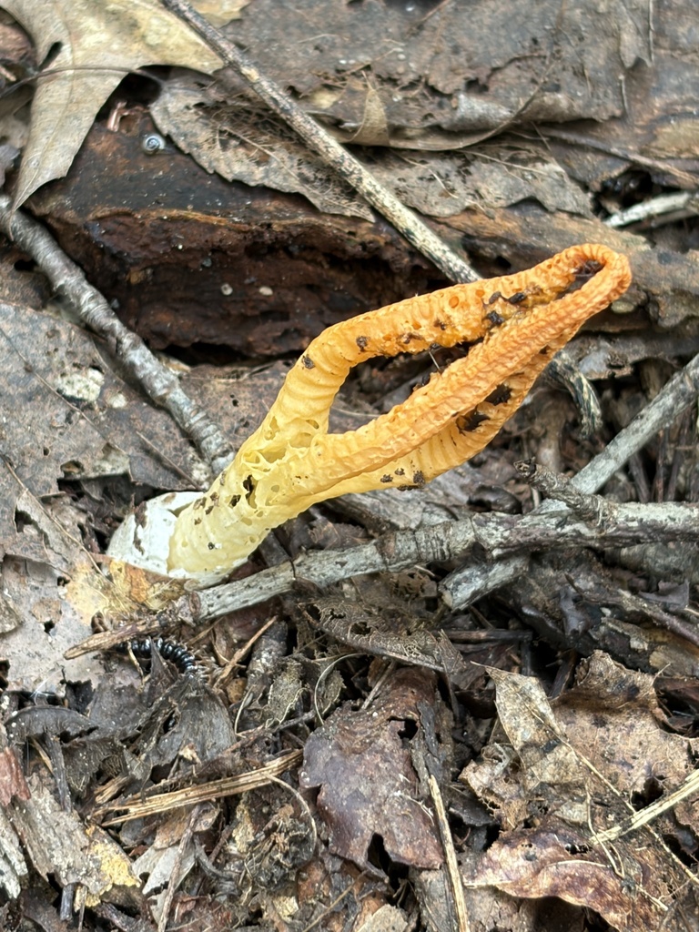 stinky squid · July 2026 · photo: Photo: (c) Julie Travaglini, some rights reserved (CC BY) · iNaturalist