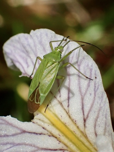 Allorhinocoris