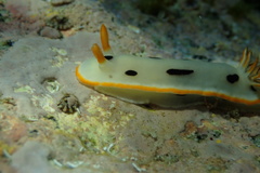 Chromodoris orientalis