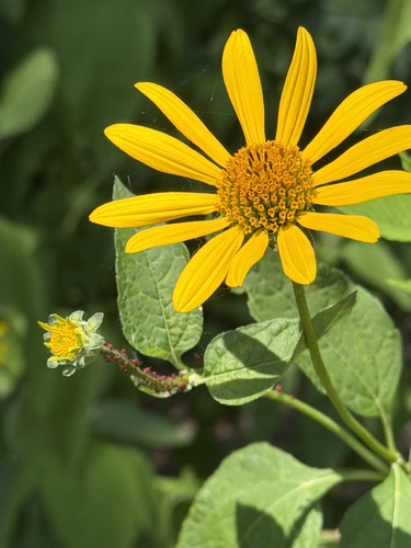 false sunflower