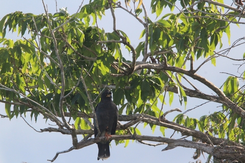 Snail Kite