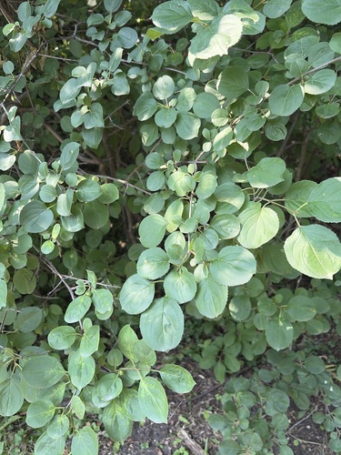 common buckthorn