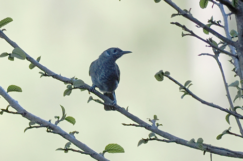 Pycnopygius cinereus observed 2026-07-03
