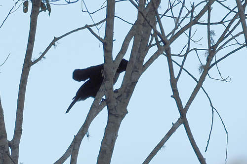 Lophorina superba observed 2026-07-03