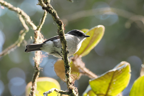 Pachycephala modesta observed 2026-07-03